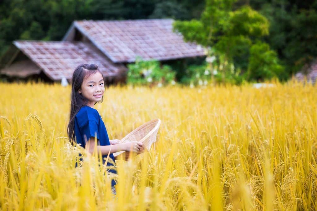ילדה בשדות אורז