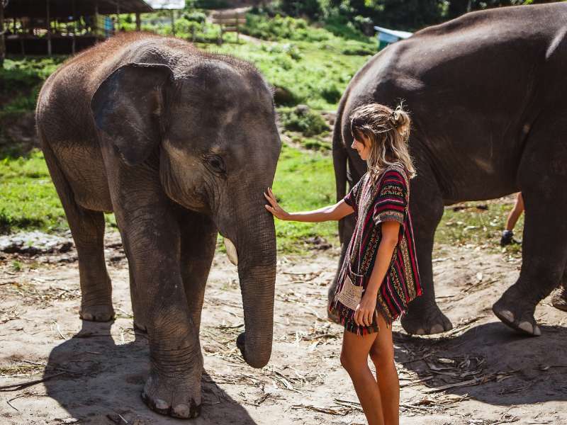 חוות פילים בתאילנד