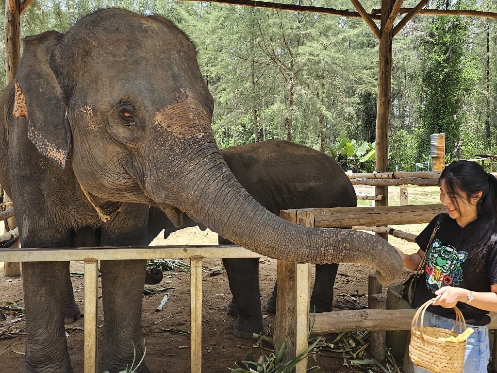 טיול יומי פרטי קאו לאק – פילים
