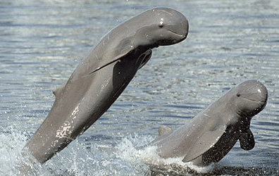 דולפין איראוואדי - דולפינים בתאילנד
