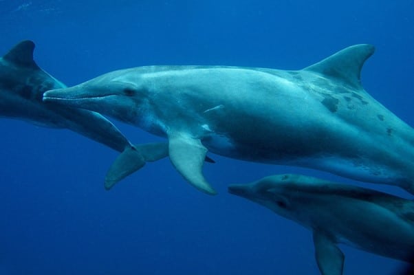 דולפין תלום שן - דולפינים בתאילנד