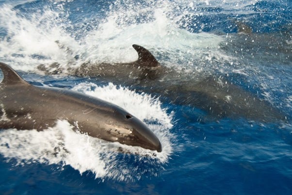 דולפינים בתאילנד - עבשן