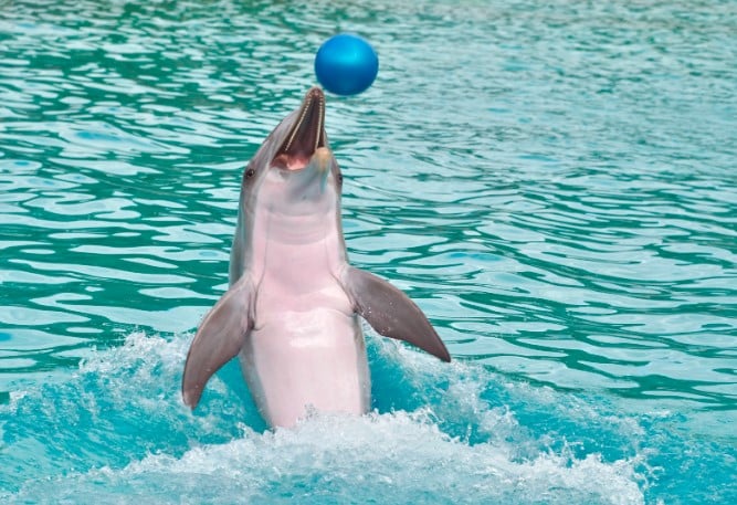 דולפינים בתאילנד