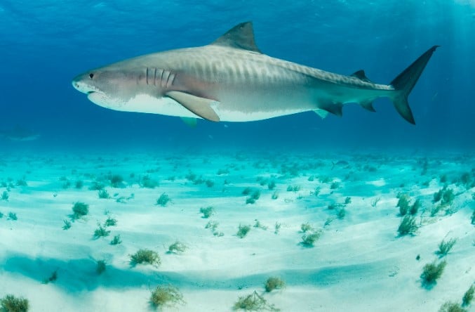 כרישים בתאילנד - כריש טיגריסי