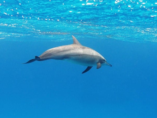 סטנלה ארוכת-חרטום - דולפינים בתאילנד